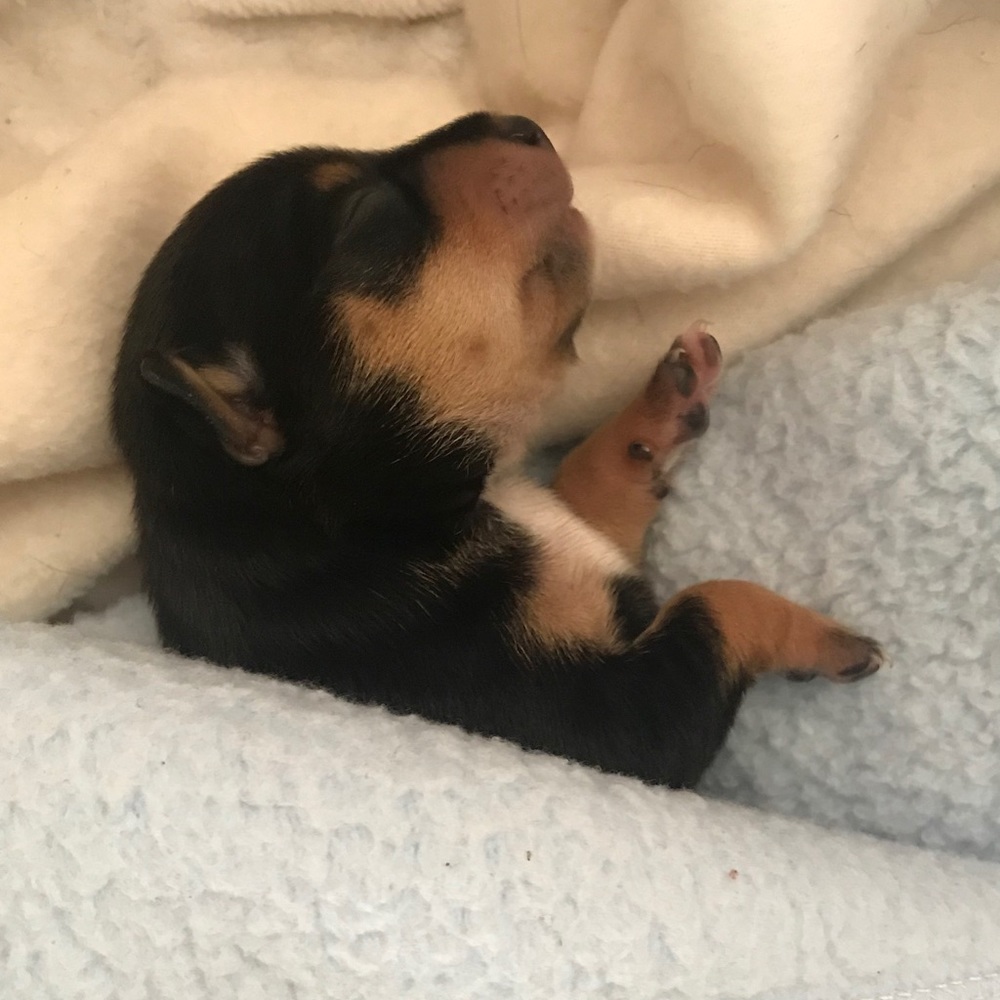 Meet your Posher, Maria